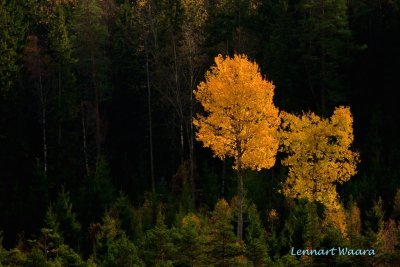 A birch in autumn dress