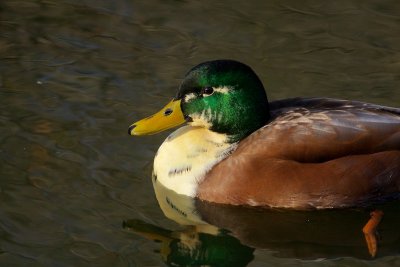 Mallard/Grsand/male