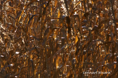 Reed in backlight