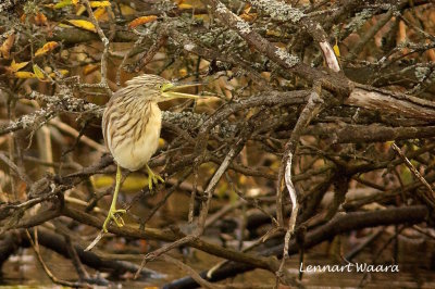 Rallhger / Squacco Heron