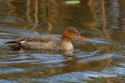 Red-breasted Merganser/Smskrake