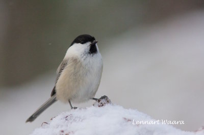 Willow Tit/Talltita