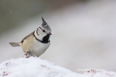 Crested Tit/Tofsmes