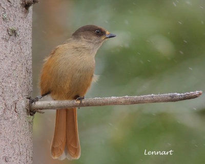 Siberian Jay/Lavskrika