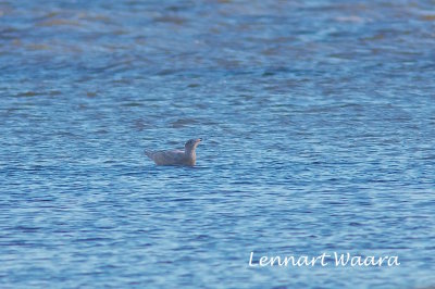 Glaucous Gull/Vittrut - juv.