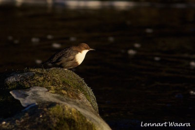 White-throated Dipper/Strmstare