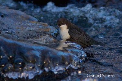 White throated Dipper/Strmstare