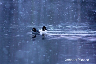 Common Goldeneye/Knipa