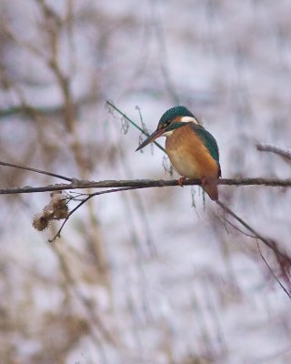 Common Kingfisher/Kungsfiskare/female
