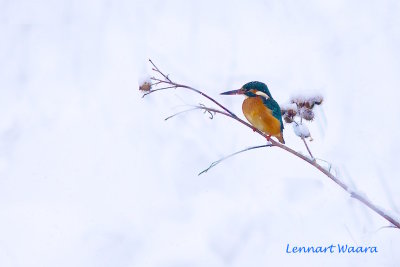 Common Kingfisher/Kungsfiskare