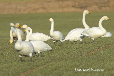 Tundra Swan/Tundrasvan/Mindre sngsvan.