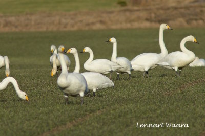 Tundra Swan/Tundrasvan/Mindre sngsvan.