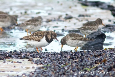 Ruddy Turnstone/Roskarl/together with a purple sandpiper