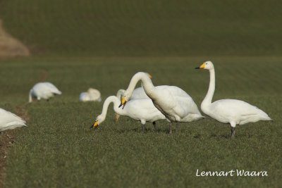 Whooper Swan/Sngsvan