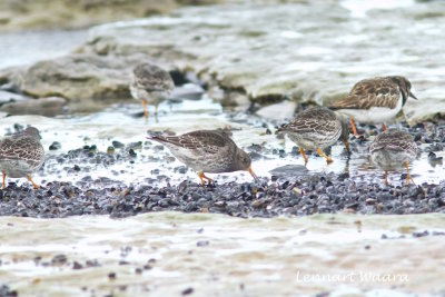 Purple Sandpiper/Skrsnppa