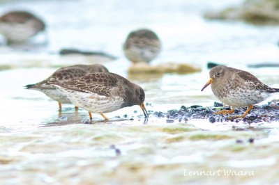 Purple Sandpiper/Skrsnppa