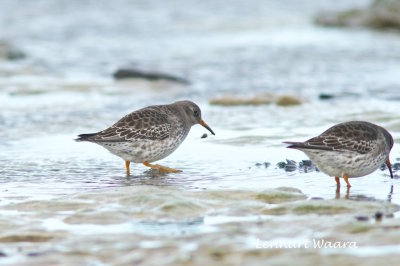 Purple Sandpiper/Skrsnppa