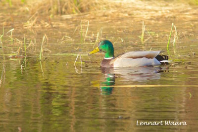 Mallard/Grsand/male