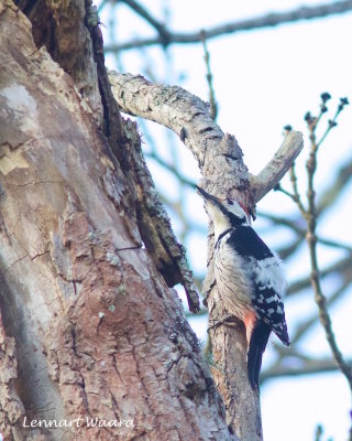 White-backed Woodpecker/Vitryggig hackspett