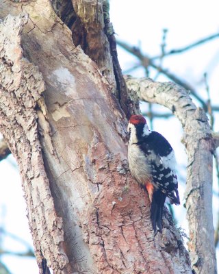 White-backed Woodpecker/Vitryggig hackspett