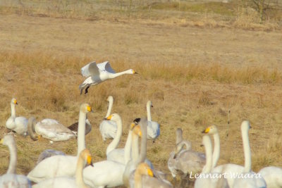 Tundra Swan/Tundrasvan/Mindre sngsvan.