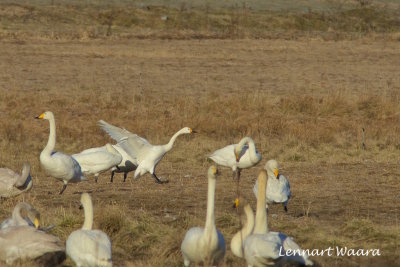 Tundra Swan/Tundrasvan/Mindre sngsvan.