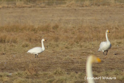 Tundra Swan/Tundrasvan/Mindre sngsvan.