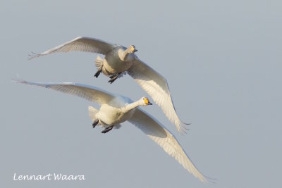 Whooper Swan/Sngsvan