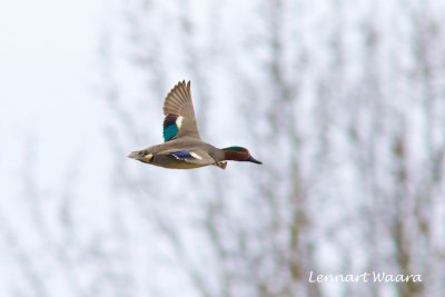 Common Teal/Kricka/Male