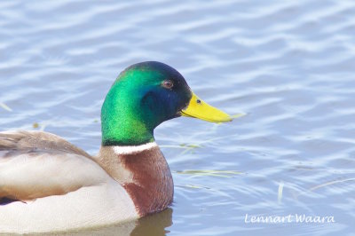 Mallard/Grsand/male