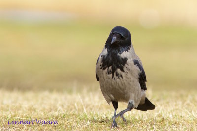 Hooded crow/Krka