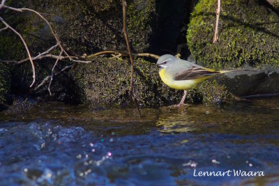 Grey Wagtail/Forsrla
