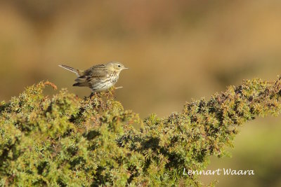 Meadow Pipit/ngspiplrka