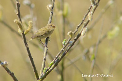 Chiffchaff/Gransngare