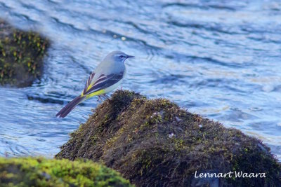 Grey Wagtail/Forsrla