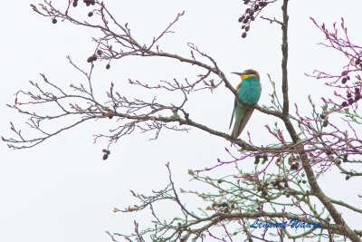 European Bee-eater/Bitare