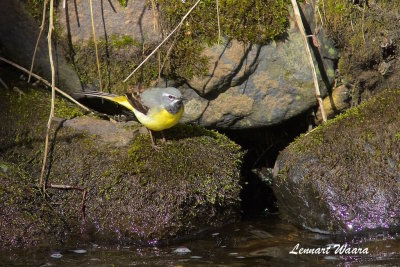 Grey Wagtail/Forsrla