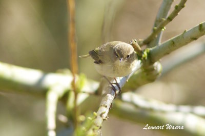 Chiffchaff/Gransngare