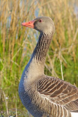 Greylag Goose/Grgs