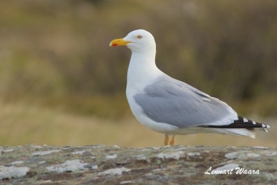 Herring Gull/Grtrut/Omissus