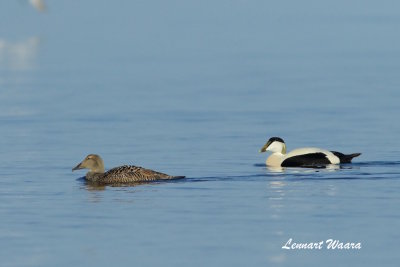 Common Eider/Ejder/Male and female