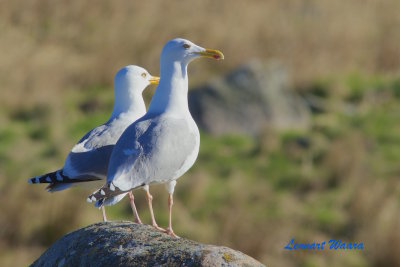Herring Gull/Grtrut