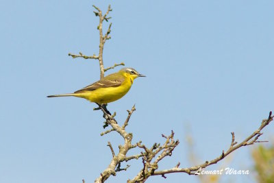 Yellow Wagtail/Gulrla