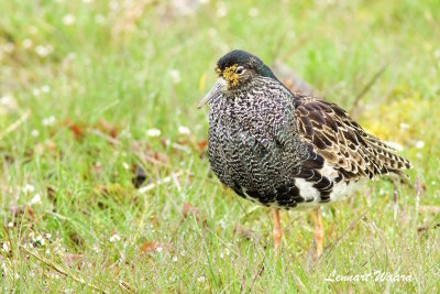 Ruff/Brushane/in mating plumage