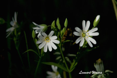 Buskstjrnblomma / Greater Stitchwort / Stellaria Holosteria