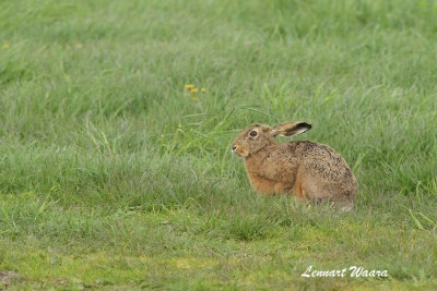 Field hare/Flthare