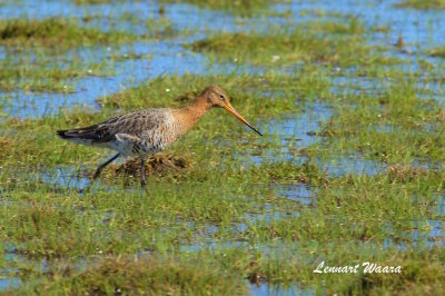 Black-tailed Godwit/Rdspov