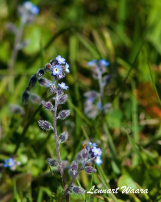 Förgätmigej / Water Forget-me-not / Myosotis scorpioides