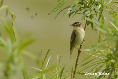 Sedge Warbler/Svsngare