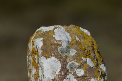 Lichen - three species